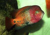 VIEJA SYNSPILUM Melanurus (Red Head Cichlid fry)