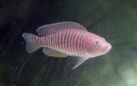 Neolamprologus multifasciatus