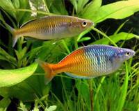 Boesemani rainbow, Congo tetra, rasbora