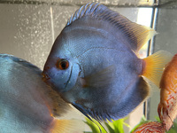 11 Very Large Stunning Stendker Discus can Deliver