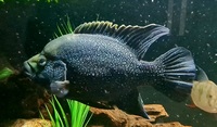 Large male Paratilapia polleni £40