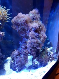 Large center piece of live rock covered in Green Star Polyps