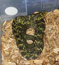 King ratsnake pair (RARE)