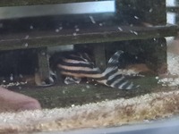 3 adult l46 zebra plecos for sale - East London