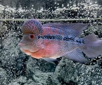 Flowerhorn £100