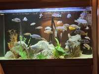 Malawi cichlids for sale