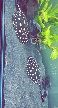 BLack diamond x Leopoldi male and female rays