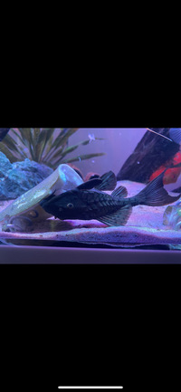 L152 pineapple pleco 5 inch plus x 2