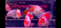 King Kong Kohaku, White Santa, Kohaku Mammon & Blood Red Parrot Fish