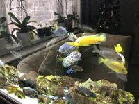 Malawi Cichlids