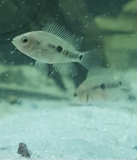 Red Devil Cichlid Babies