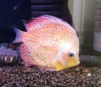 Discus for sale - Cambridgeshire