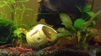 Cherry shrimp