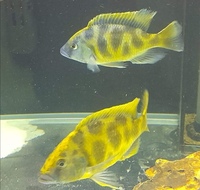 Nimbochromis venustus/Giraffe Cichlid