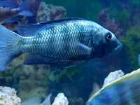 Fossorochromis rostratus