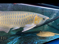 SOLD  AAA grade Super red Asian Arowana 17-19” rare, pred, ray, dat