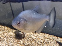 Black/Red Eyed Piranha (Serrasalmus rhombeus)