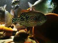 Super Rare Central American cichlids for sale fish house move around Tuba/Asfraci ect