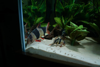 12x Clown Loaches - From 2 inches - 7 inches