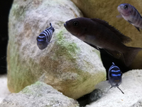 Cynotilapia Afra Cobue breeding group x6 £30 SOLD