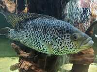 Jaguar cichlid