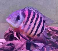 Varied Cichlids and Tropical Fish