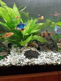 Beautiful, bespoke tropical aquarium, 220 litre,