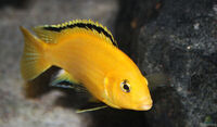 Yellow lab and elecyric blue cichlid