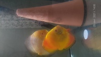 Discus breading pair