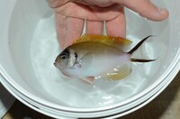 Japanese masked swallowtail angelfish. female.