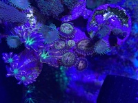 Soft corals