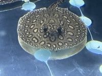 Albino/het stingrays