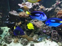 Marine Tank and livestock