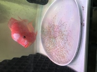 FLOWERHORN PAIR