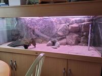 6 foot, 600 litre aquarium