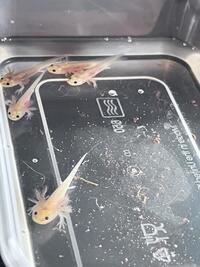 juvenile axololt for sale london