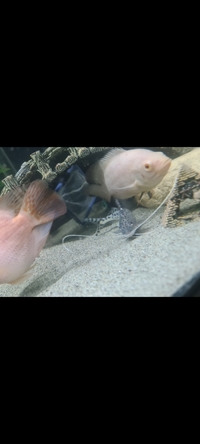 Pictus catfish and rtb shark