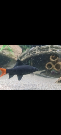 Pictus catfish and rtb shark