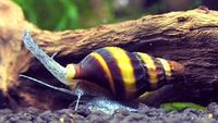 Assassin Snail