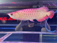 Malaysian Golden Blue Base Crossback Arowana