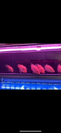 Midas Cichlids