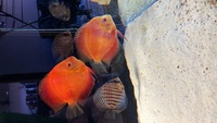 Stedenker discus