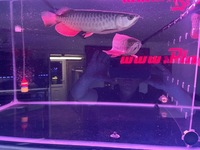 Arowana pairs male and female planet arowana