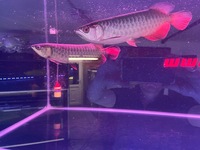 Arowana pairs male and female planet arowana