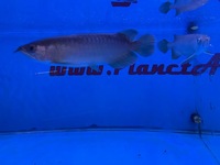 Arowana pairs male and female planet arowana