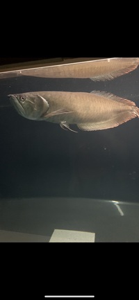 26 inch silver arowana