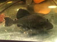 Plecos