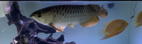 21 inch Asian arowana (high back RTG)