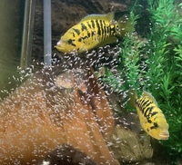 Parachromis Friedrichsthalii - breeding pair (Pantanos De Centla) - SOLD