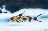 CORYS / PLECO /SYNODONTIS FOR SALE